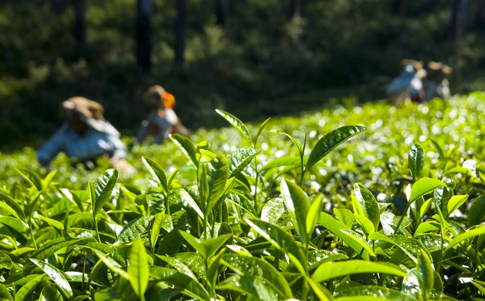 Rishihat Tea garden